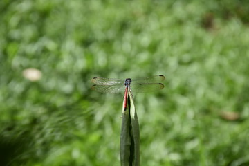 Dragonfly on leaf