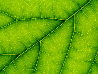 Close up green leaf wallpaper.