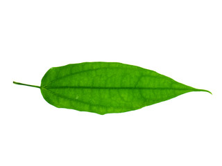 Fototapeta na wymiar Laurel clockvine leaf