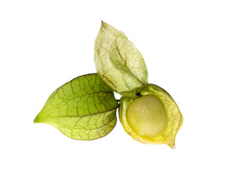 Fototapeta premium Hogweed or Ground Cherry.