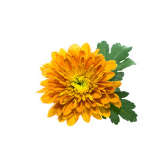 Close up Chrysanthemum flower.