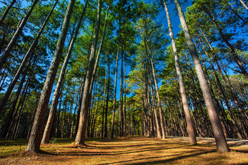 pine wood land in chiang mai northern of thailand