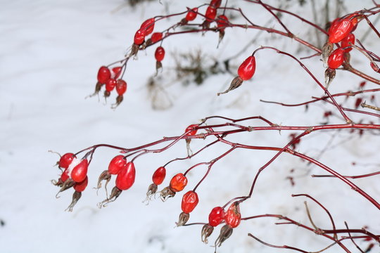 red rose hips on a bush in winter
