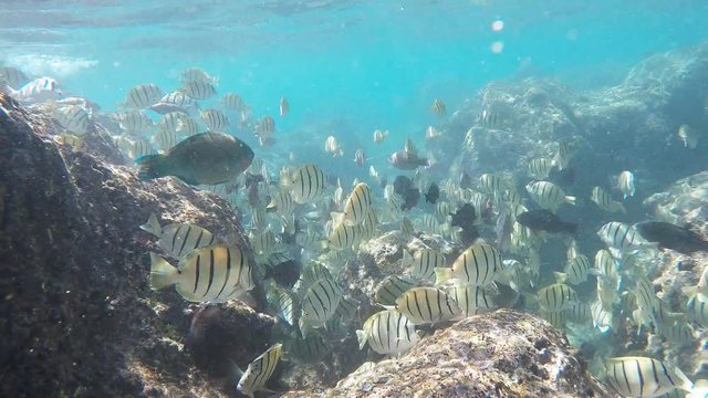 a school of convict tangs swim over the reef at hanauma bay, hawaii