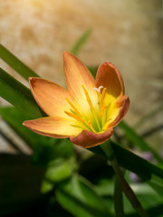Beautiful rain lily flower