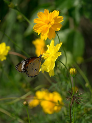 Yellow cosmos flower.