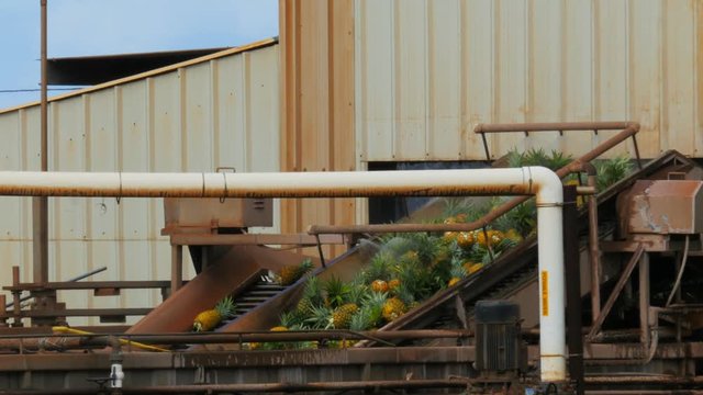 pineapples on conveyor belt at the dole plantation factory, oahu hawaii