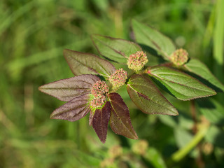 Garden Spurge leaves.