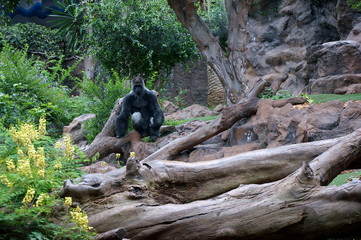 A huge gorilla sitting on a branch at the rock.