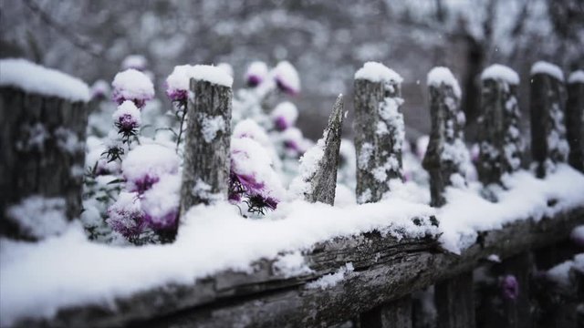  old wooden fence and  flower under first snow, interseasonal slider motion shot