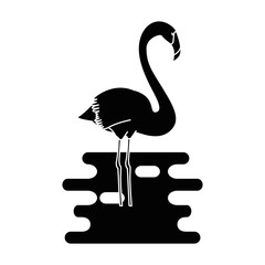 exotic bird flamingo with water