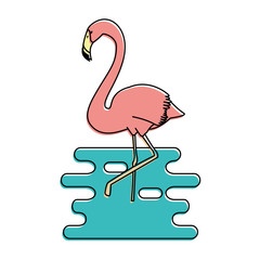 exotic bird flamingo with water