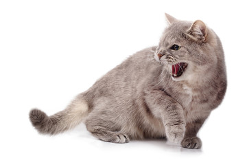 Furious angry cat on a white background