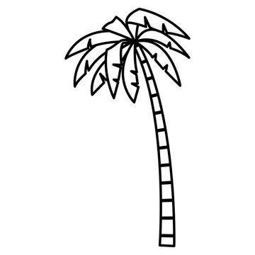 Tree palm isolated icon vector illustration graphic design