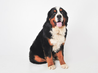 Bernese Mountain Dog Puppy