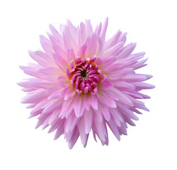 Pink dahlia Flower Isolated on White Background