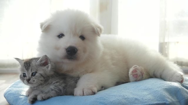 Cute tabby kitten and siberian husky playing on the bed slow motion 