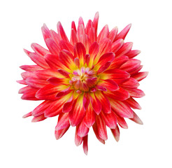 Red dahlia Flower Isolated on White Background
