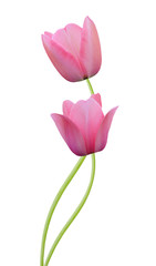 Tulip flowers isolated on white background