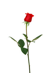 Single beautiful red rose isolated on white background