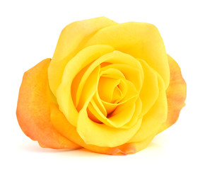 Single beautiful yellow rose isolated on white background