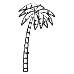 Tree palm isolated icon vector illustration graphic design