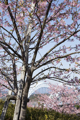 西海橋の河津桜