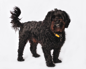 Maltese Poodle