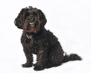 Maltese Poodle