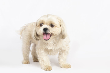 Maltese Shih-Tzu Dog