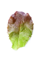 Obraz premium Salad leaves isolated on white background