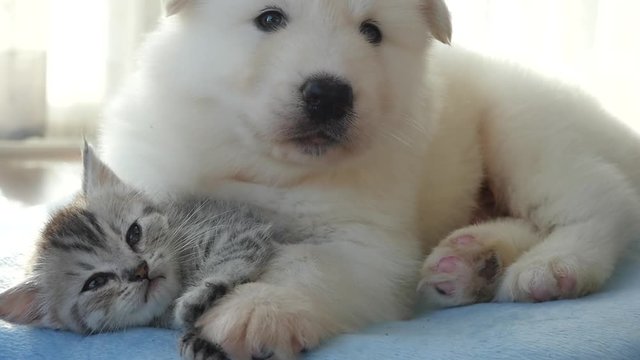 Cute tabby kitten and siberian husky playing on the bed slow motion 