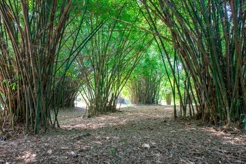 summer atmosphere in bamboo forest