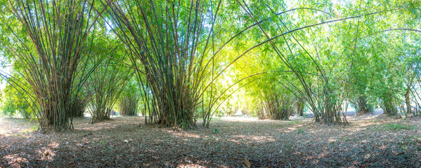 summer atmosphere in bamboo forest