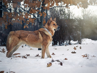 Beautiful redhead big dog. Snowfall.