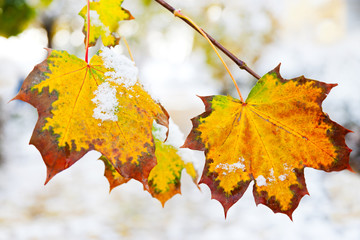 garden in the winter with first snow - yellow maple leaf