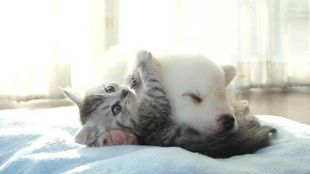Cute tabby kitten and siberian husky playing on the bed slow motion 
