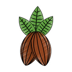 cocoa beans and leaves fruit food healthy vector illustration