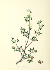 Botanical illustration
