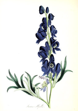 Aconitum Napellus