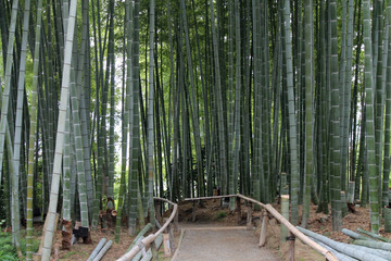 foresta di bambu