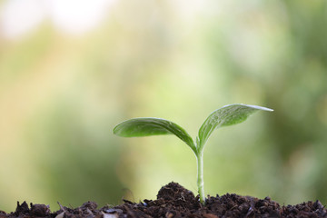 Growing young sprout