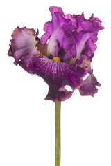 iris flower isolated