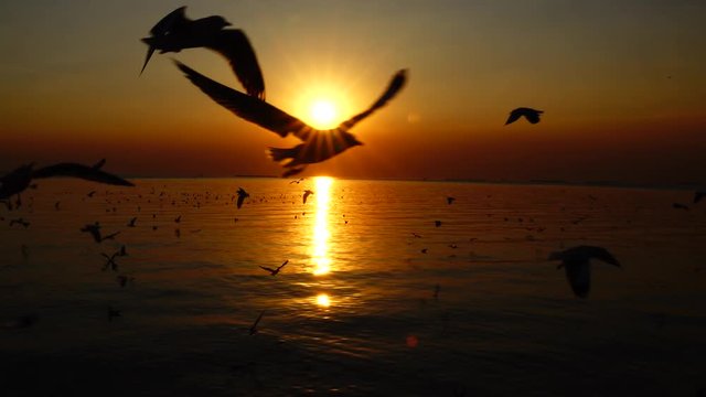 4K Seagulls fly beautiful sunset sunlight sky background