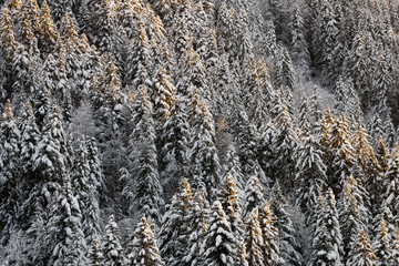 France, snowy trees in the french alps nearby The Grand Bornand ski resort