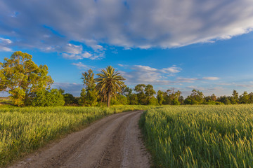 Fototapeta na wymiar Palm trees with among wheat field before. Larnaca