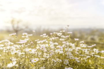 nature summer white flowers with sun shine light