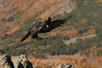 Golden eagle