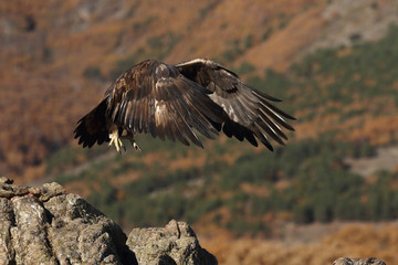 Golden eagle