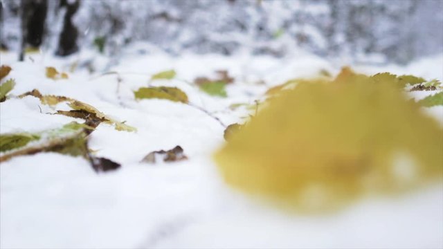 slow motion falling yellow leaves on the graund with fresh, white, first snow , interseasonal shot from bottom view